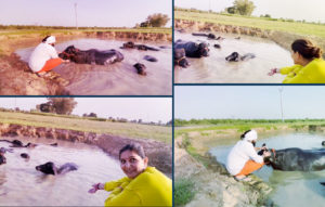 Sapna-Choudhary-mehbooba